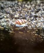 Helena slak (slak etende slak) 1.50 p/st, Slak of Weekdier