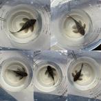 Top Kweekgroep L136 Hypancistrus 4V / 1M- Duitse & Belgische, Dieren en Toebehoren, Vis