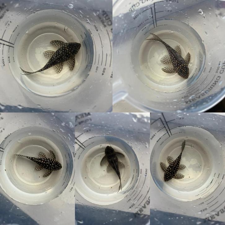 Top Kweekgroep L136 Hypancistrus 4V / 1M- Duitse & Belgische, Dieren en Toebehoren, Vissen | Aquariumvissen, Vis