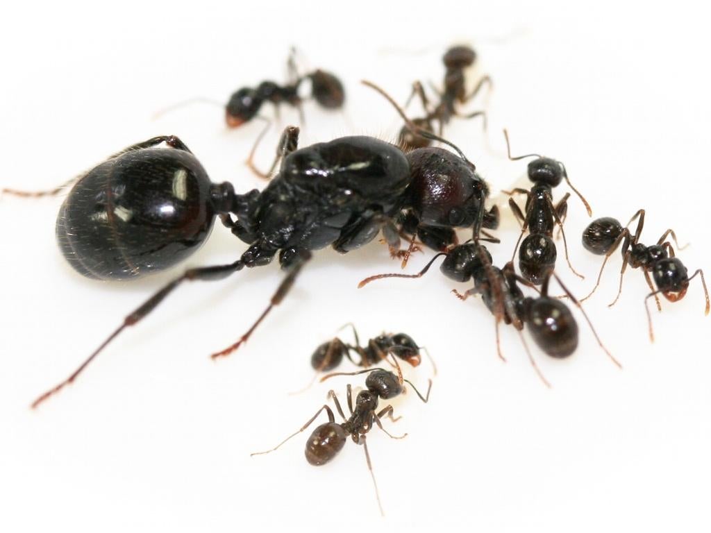 Messor Barbarus 10-20 Werksters | Queen | Ants, Mieren