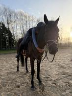 Zwarte parel met een hart van goud 🖤, Dieren en Toebehoren, Paarden, Met stamboom, Ruin, Zadelmak, 160 tot 165 cm