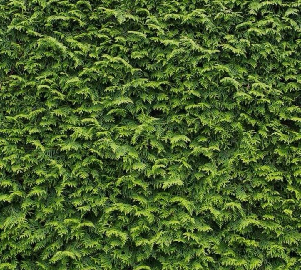 Coniferen, Tuin en Terras, Planten | Bomen, Bloeit niet, Halfschaduw, 100 tot 250 cm, Overige soorten