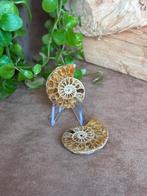 Ammonieten paar, klein, Verzamelen, Mineralen en Fossielen, Ophalen of Verzenden, Fossiel