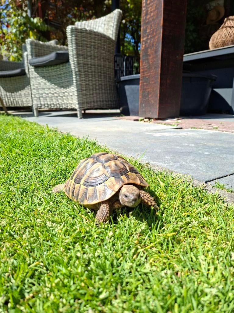Griekse landschildpad man Tortoise - male for sale from Ton