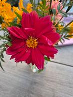 Biologische Dahlia Zaden - Verrassing Kleur & Soort!, Ophalen of Verzenden, Voorjaar, Volle zon, Zaad