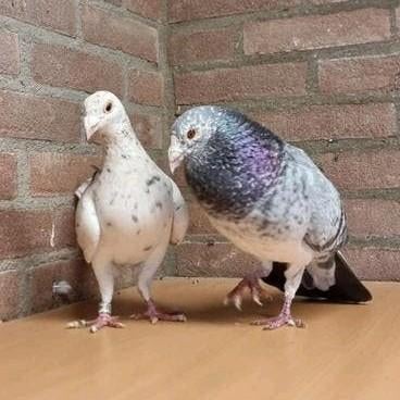 Koppel, Meerdere dieren, Overige soorten