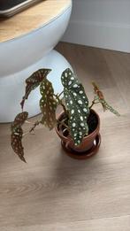 Stippenplant in terracotta bloempot en schotel, Ophalen of Verzenden, Halfschaduw, Minder dan 100 cm