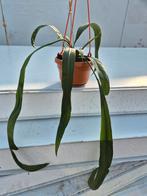 Anthurium Vitarifolium p14 (3)