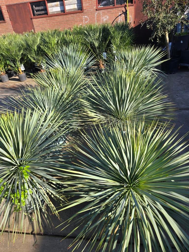 Yucca rostrata Mexicaanse waaier palm, Ophalen, Overige soorten, Volle zon