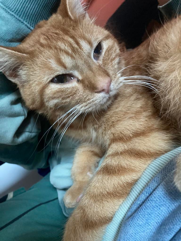 Vermist omgeving Feanwâlden, Dieren en Toebehoren, 0 tot 2 jaar