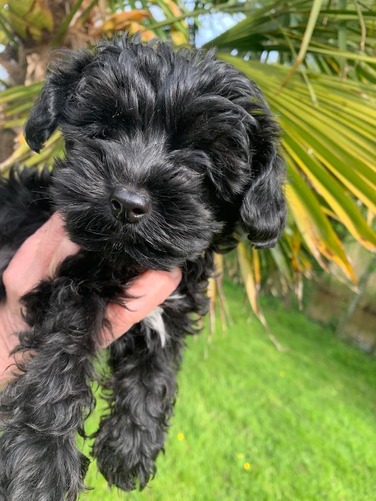 Yorkiepoo pups (Yorkshire terrier xToypoedel), Parvo, Overige rassen, 8 tot 15 weken, Teef