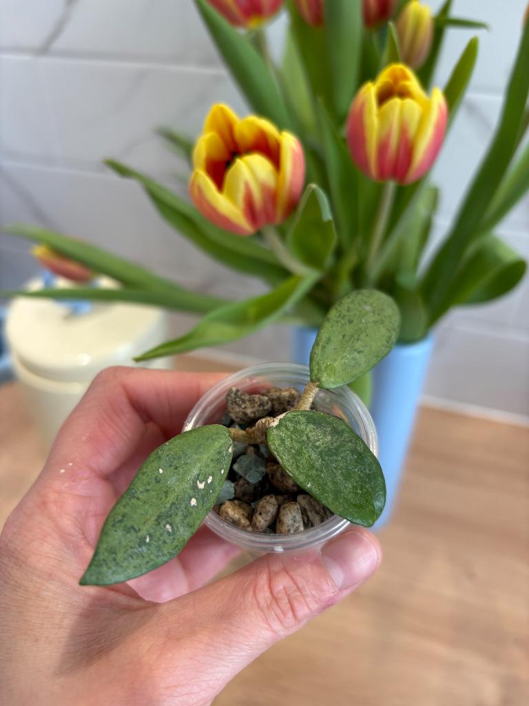 Hoya Silver Lady, In pot, Minder dan 100 cm, Bloeiende kamerplant, Groenteplant
