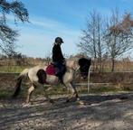 Bonte D pony, Dieren en Toebehoren, Pony's, Ruin, B, D pony (1.37m tot 1.48m), 3 tot 6 jaar