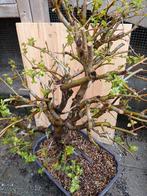 Pre bonsai Malus floribunda, Bloeit niet, Halfschaduw, Minder dan 100 cm, Overige soorten