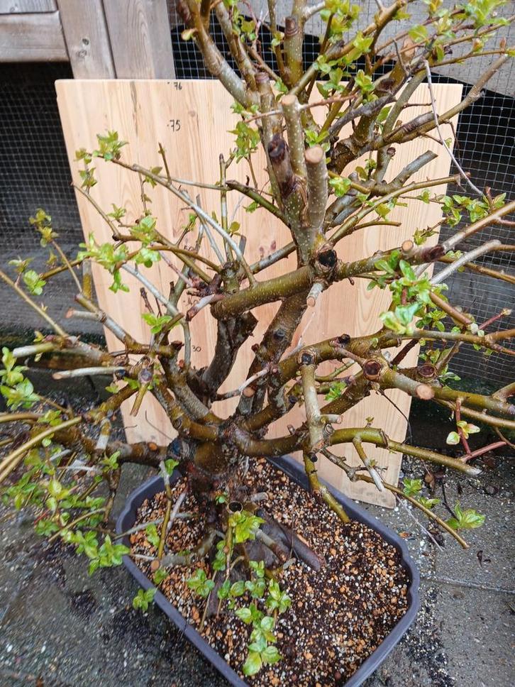 Pre bonsai Malus floribunda, Tuin en Terras, Planten | Bomen, Overige soorten, Minder dan 100 cm, Halfschaduw, Bloeit niet, Ophalen of Verzenden