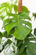 Gezocht kamerplant/ tuinplanten, Ophalen, Overige soorten, Volle zon