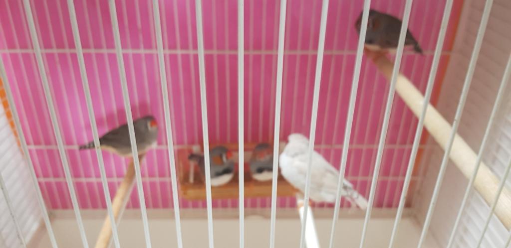 5 stuks zebravinken als jonge  3mannen en twee  pop zonder k, Dieren en Toebehoren, Meerdere dieren, Kleurkanarie