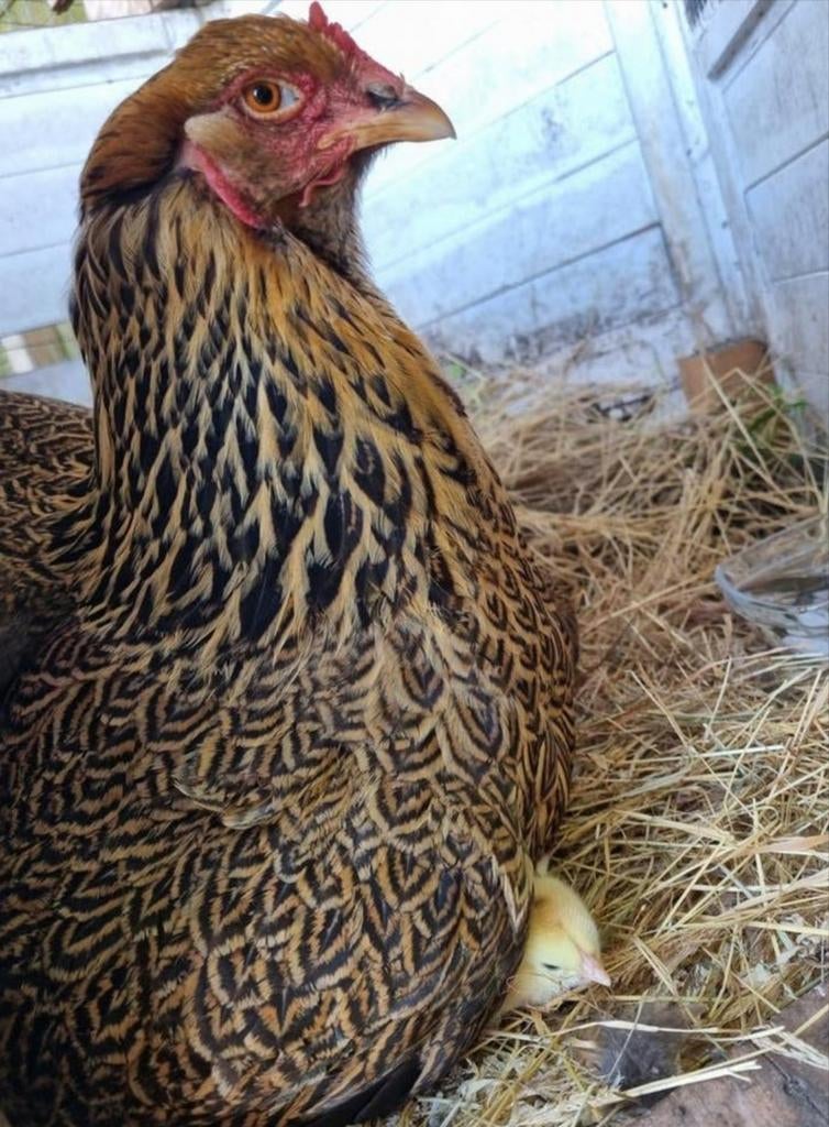 Broedeieren Brahma meerzomig patrijs en goud zwart gezoomd, Dieren en Toebehoren, Pluimvee, Geslacht onbekend, Kip
