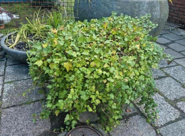 Grote Hedra inclusief pot klimop gekweekt in emaille grote p, Tuin en Terras, Bloempotten, Overige materialen, Balkon, Tuin, Minder dan 40 cm