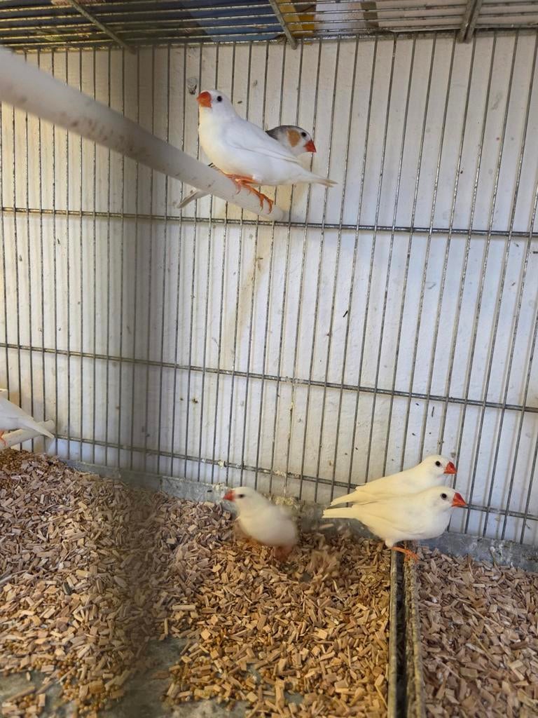 Witte zebravinken, Dieren en Toebehoren, Vogels | Overige Vogels, Meerdere dieren