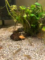 Albino algeneter 5-6 maanden, Vis