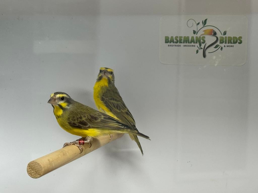 Mozambique sijs - serinus mozambicus, Dieren en Toebehoren, Meerdere dieren, Tropenvogel, Geringd