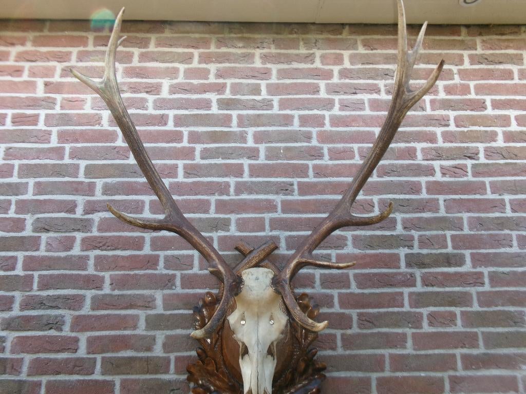 Heel groot gewei van een edelhert op prachtig schild, Ophalen, Zo goed als nieuw, Hert, Opgezet dier