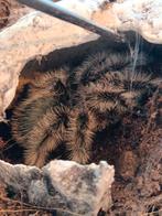 Diverse vogelspinnen te koop (en duizendpoten), Dieren en Toebehoren, Spin of Schorpioen