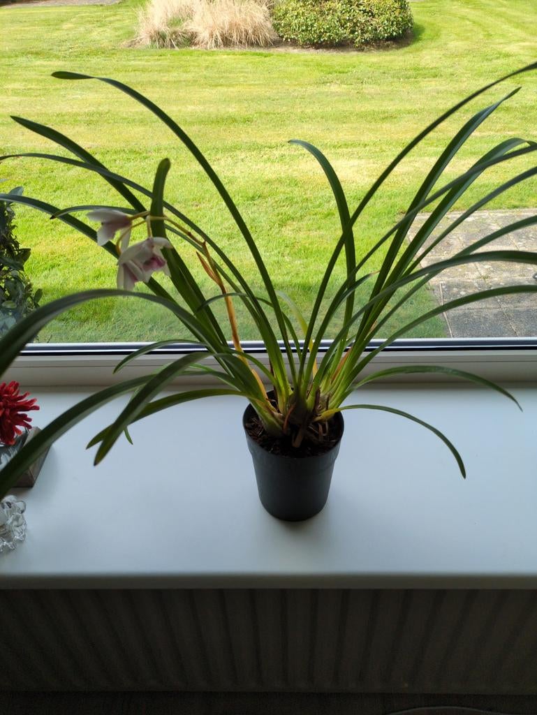 Groene plant, orchidee, 65 cm hoog, Ophalen