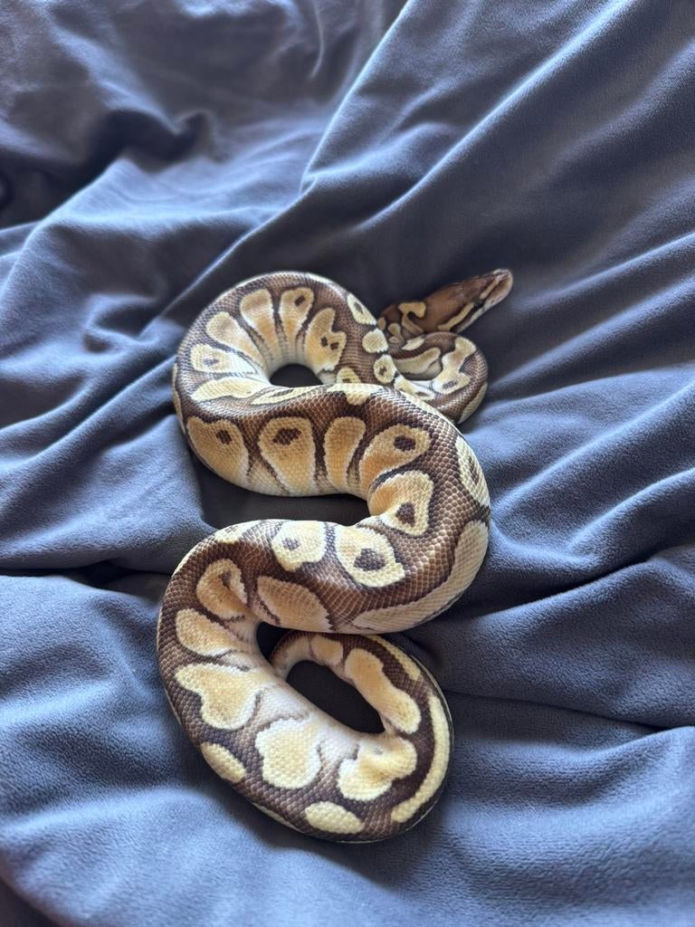 Ballpython (koningspython) Ball Python - unknown for sale from manouk van Oeveren