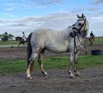 Lieve 5 jarige welsh en 2 3 jarige vos ruintjes, Dieren en Toebehoren, Pony's, Merrie, B, Dressuurpony, 3 tot 6 jaar