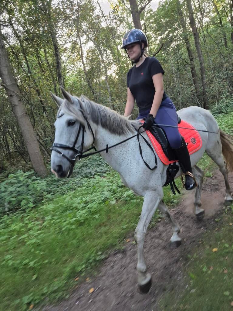 E pony merrie van 13 jaar, B, 11 jaar of ouder, Recreatiepony, Merrie