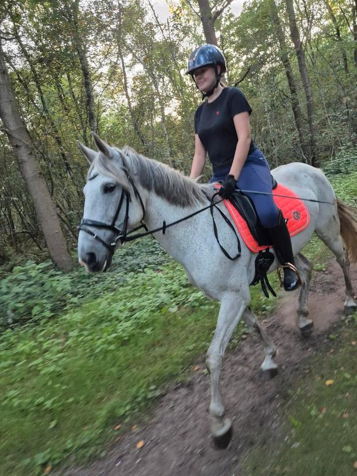 E pony merrie van 13 jaar, Dieren en Toebehoren, Pony's, Merrie, B, E pony (1.48m - 1.57m), Recreatiepony, 11 jaar of ouder, Gechipt