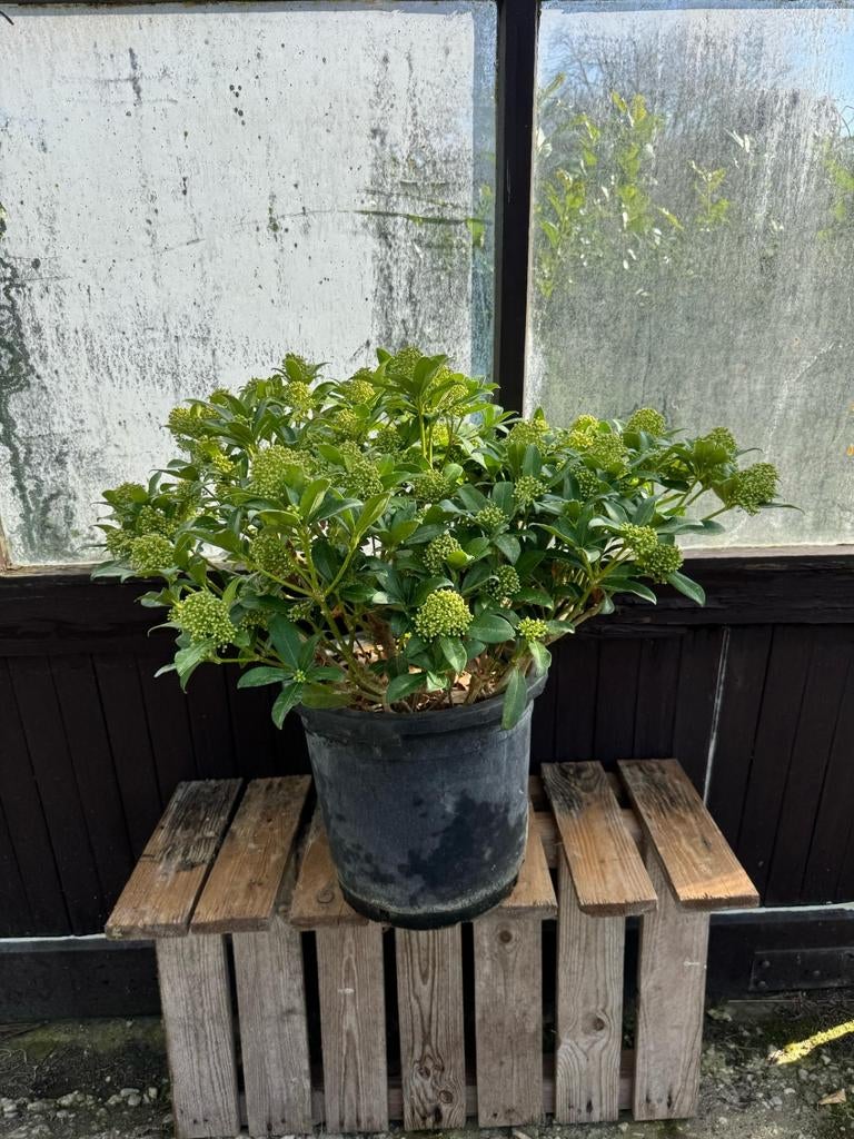 Te koop: Skimmia in pot, Ophalen, In pot, Volle zon, Overige soorten