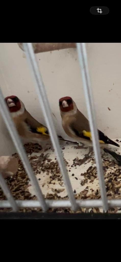 Koppel Putters. 2025., Meerdere dieren, Wildzangvogel, Geringd
