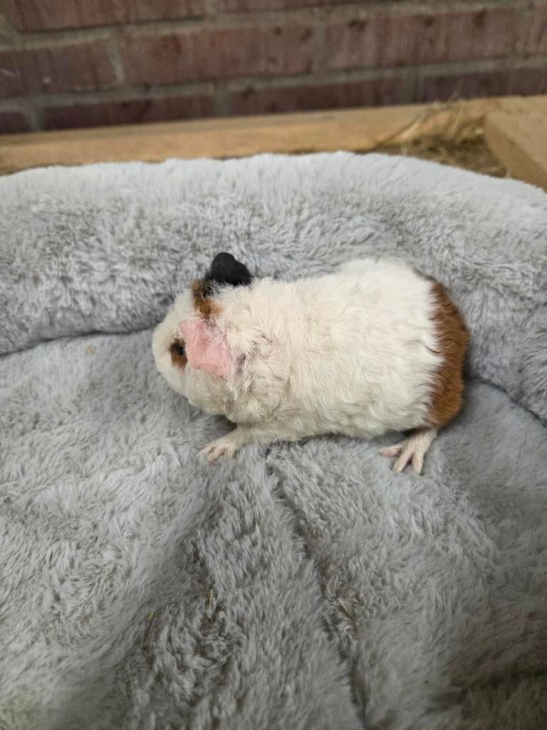 Teddy's US beertjes, Dieren en Toebehoren, Maart, Mannelijk, Cavia