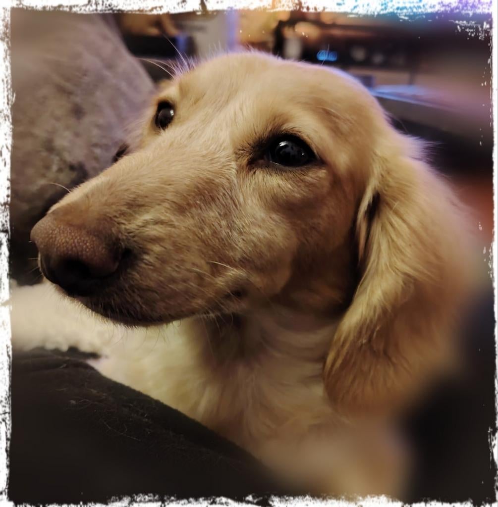 Prachtig, lief, Piebald cream langhaar Dwergteckel teefje, 1 tot 2 jaar, Teef, Dwerg, Langhaar