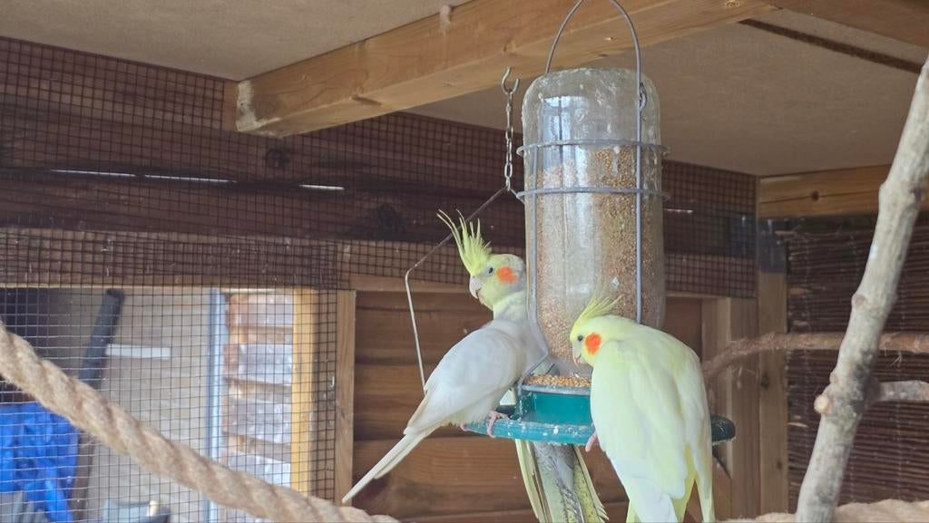 1 parkiet & 2 valkparkieten aangeboden ivm stoppen hobby., Dieren en Toebehoren, Meerdere dieren, Parkiet