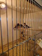 Japanse meeuwtjes, Geslacht onbekend