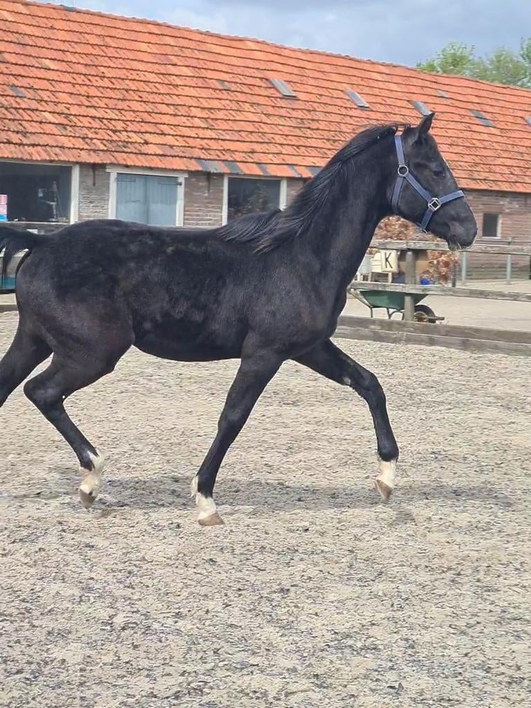 Mooie goed bewegend jaarling hengst , v. Proud James, Minder dan 160 cm, Met stamboom, Dressuurpaard, 0 tot 2 jaar