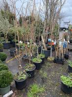 Aanbieding laag stam sierappels mooi vertakt echt potgekweek, Overige soorten, Lente, 100 tot 250 cm, Ophalen