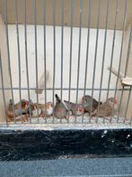 6 zebravinken uit buitenvoliere, Dieren en Toebehoren, Meerdere dieren