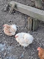 Cochin kriel hennetjes, Dieren en Toebehoren, Pluimvee