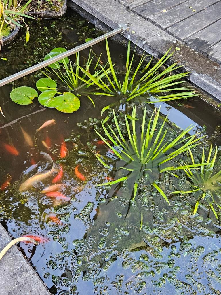 Jonge Krabbescheer  stekke, Tuin en Terras, Vijvers, Ophalen