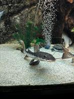 Redtail x spatelbek hybrid, Vis