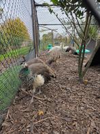 blauwe pauwen, Dieren en Toebehoren, Pluimvee, Meerdere dieren, Overige soorten