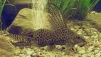Synodontis eupterus, Vis, Zoetwatervis