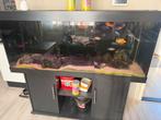 Compleet Juwel Rio 450 Aquarium, Dieren en Toebehoren, Ophalen of Verzenden, Zo goed als nieuw, Gevuld zoetwateraquarium