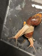 Reuze slakken ongeveer huis 8 cm, Juli, Meerdere dieren