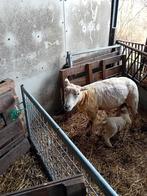 schaap met lam, Dieren en Toebehoren, Schapen, Geiten en Varkens, Vrouwelijk, Schaap, 3 tot 5 jaar